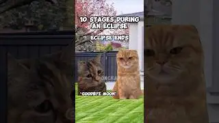 CAT MEMES: 10 STAGES DURING AN ECLIPSE #relatable #cat #catmemes #catlover #catvideos #eclipse