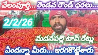 2/2/26 Madanapalle Tomato market price today 🍅 మదనపల్లె ధరలు #todaytomatorate #crkvideos16 