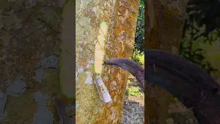 Mango trees juice hunting #satisfying #fruit #hutan #farming #bamboo #gardening