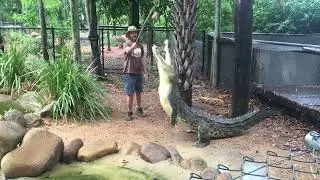 Crocodile feeding at Billabong Sanctuary #Townsville #australia
