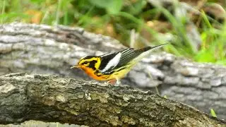 Blackburnian Warbler - Pat O'Neil's Video Bird ID's
