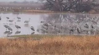 Whitewater Draw sandhill cranes