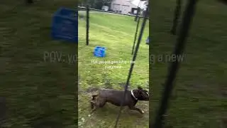 Happy dog!! (715) 578-8855 #StoneyOakPros #construction #fence #music #love #backyard #fenceline