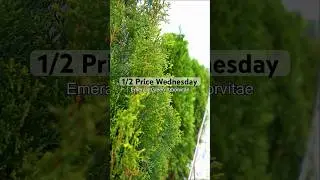 💥 1/2 PRICE WEDNESDAY 💥Emerald Green Arborvitae 07/09/25 ONLY | 8AM-5PM