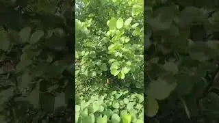 Padma Devi s garden