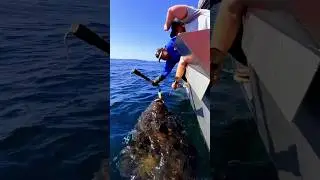 Ei Mach Sunar Theke Dami | 🧐 #shorts #tending #amazing #shortsfeed