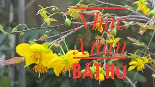 Nhạc Xuân Bất Hủ