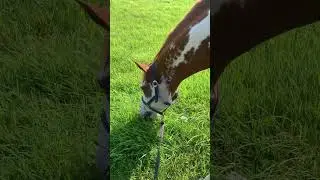 Beautiful Horse eats Grass 🐴 Happy Horse 🐴 Colored Gelding 🐎 Overo Paint Horse 🐎