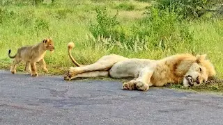 What Happens When a Lion Cub Pushes Dad's Buttons?