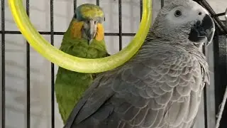 MAX and PRINCE#africagrey #amazon #shorts #short #talkingparot #parrot #viral #cute #funny #video#yt