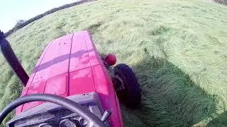 Kışa doğru son OT bi&ccedil;imi teffgrass yazotu - Mısırları kurumaya bıraktık #vlog9