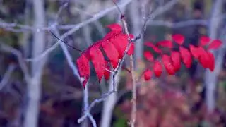Copyright Free Nature images Video Royalty-Free for Blog Instagram YouTube Facebook Trees Forest