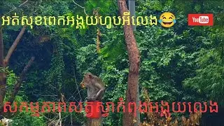 Monky eating fruits #monky#lovemonky #animals #monkyvideos #kittens #monkylove#youtube #ytshorts