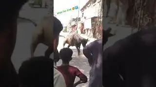 2023 Eid First Day Angry Buffalo Result World Biggest Buffalo Qurbani World Most Dangerous Buffalo