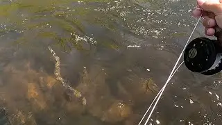 Fly Fishing the Poconos, 