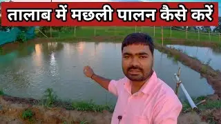तालाब में मछली पालन । Talab mein machli palan kaise kare । Talab me machli palne ka tarika