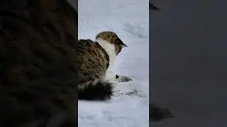 Hunting Cat 😉