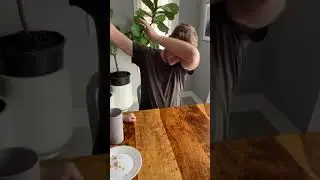 Where does Dabbing come from