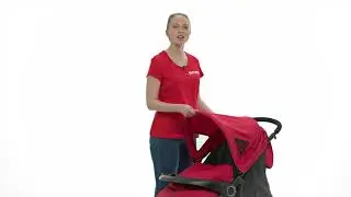 Urbini