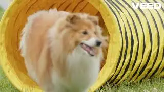 Top Dog Agility Kits for Training