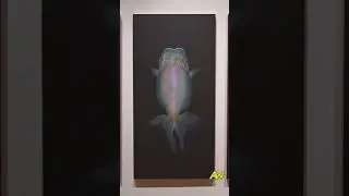 Художник-золотой рыбок Риусуке Фукахори.