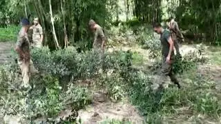 JALPAIGURI BELAKOBA LAND  RECOVERY FOREST DEPARTMENT/বনদফতরের দুবিঘা জমি পুনরুদ্ধার
