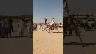Young camel in camel race