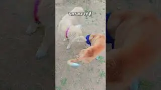 Wo bhi Zamana Aa Gaya | #petshub #puppy #dog #shorts #youtubeshorts #comedy #trending #fun #yt