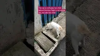 The mother cat is confused about coming home and her kittens are not visible at the blue fence.