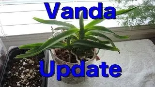 Vanda Update and other Orchids in Bloom