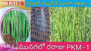 pkm--1 మునగ విత్తనాలు బెస్ట్ హైబ్రిడ్ మునగ || vithanalu pkm1 moringa seedpkm 1 moringa seeds best 