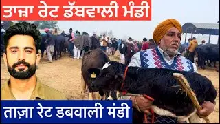 25-1-2026 | Indian Dabwali Pashu Mandi Today | Buffalo & Cow India Dairy Farming Price