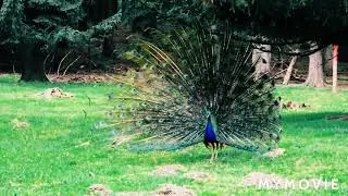 First published in 1869, Nature is the world's leading multidisciplinary science journal. Nature