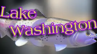 Swimbait in the cut. Lake Washington Largemouth bass!!