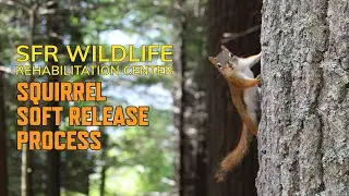 SFR Wildlife Squirrel Soft Release Process