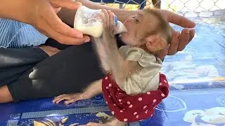 So delicious!! The Adorable Baby monkey  felt very happy when she got milk after taking a bath