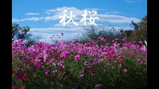 秋桜