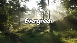 Evergreen