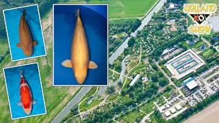 Holland Koi Show 2024: Een korte tour over de show!