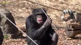 Mar 2019 Tama zoo chimps