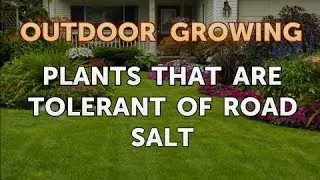 Plants That Are Tolerant of Road Salt