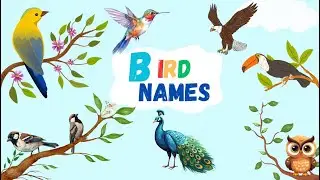 Bird Names for Kids | Learn 25 Bird Names | 25 Amazing Birds for Kids | Pumpkin Yards
