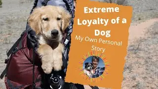 Example of Extreme Loyalty of a Dog