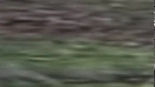 SCARCE IS FAT