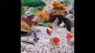 #fish#fisch#Fisch#Fische#рыба#рыбалка#Аквариум#аквариумные рыбки#рыбак#рыбалка#poisson#pez#fishtok