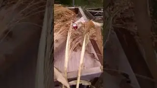Harvesting broomcorn!!!
