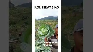 WOW Kol berat 5 Kg. Memakai Pupuk Eco Farming - Produk PT. BEST.