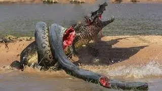 OMG! Giant Python Hunt Leopard Cubs When Mother Leopard Hunting Impala, Anaconda vs Crocodile
