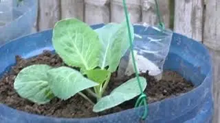 Ultimate Guide to Growing Cabbage at Home: Step-by-Step Process