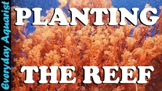 Planting The 